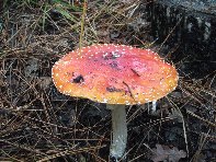 Giarrita - Amanita_muscaria_20101024 024.jpg